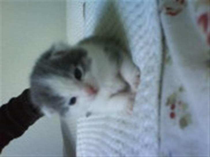 Huskat Princess - før jeg fik hende billede 11