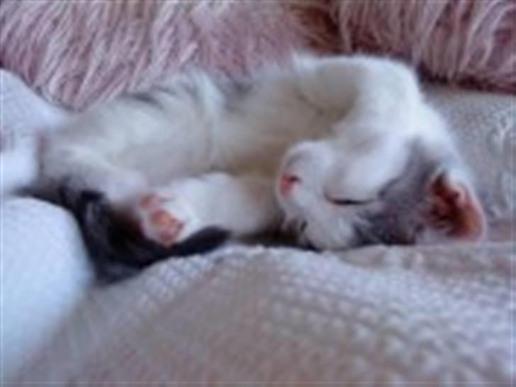 Huskat Princess - før jeg fik hende billede 12