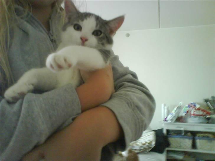 Huskat Princess - Min princess billede 13