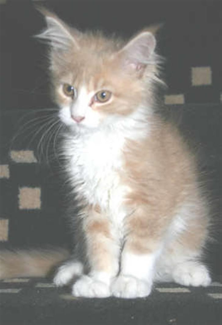 Maine Coon Ojo´s Crunch billede 3