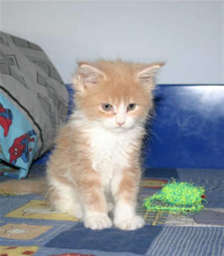 Maine Coon Ojo´s Crunch billede 8