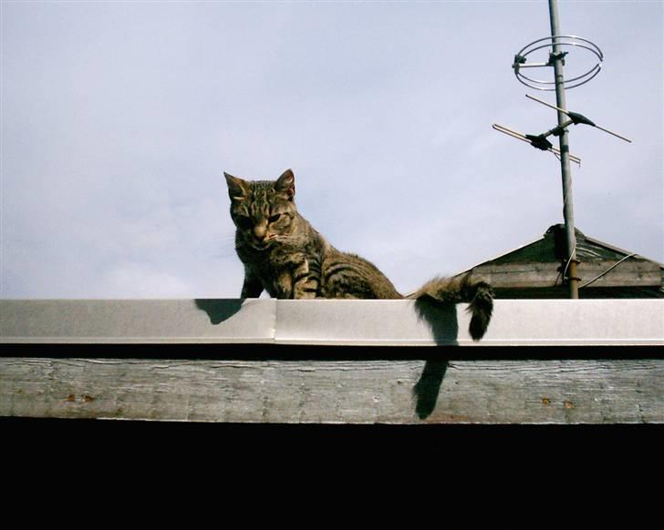 Huskat Miver ¤Himmel missen¤ billede 9