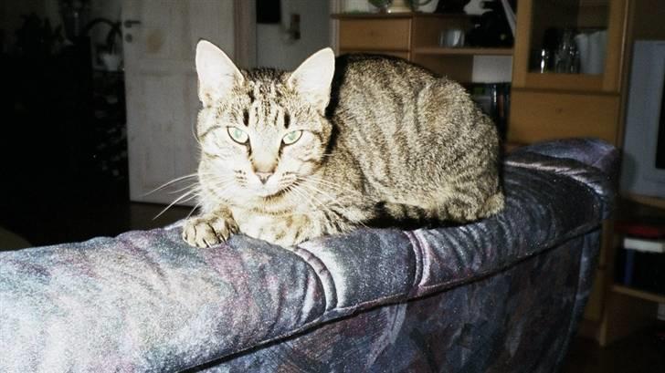 Huskat Miver ¤Himmel missen¤ billede 10