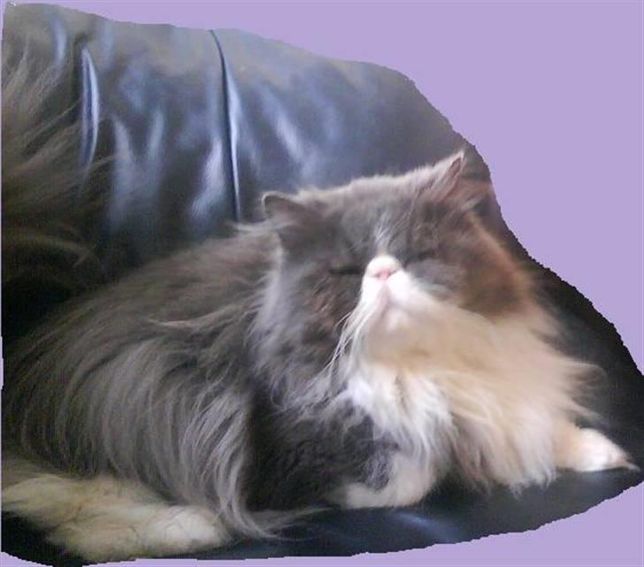 Perser Baby - Smukke smukke baby billede 8