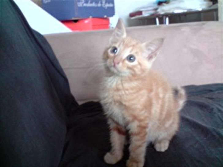 Huskat Topper billede 4