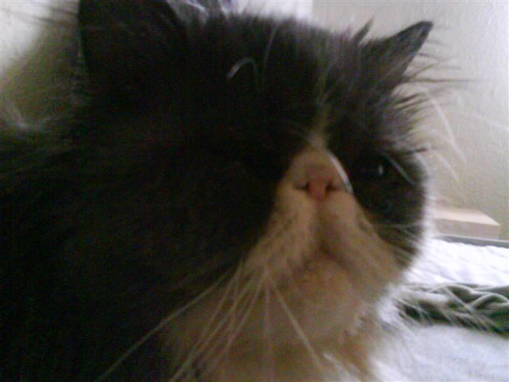 Perser Baby billede 9