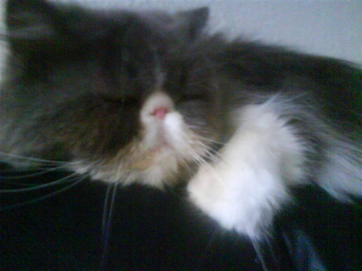 Perser Baby billede 10