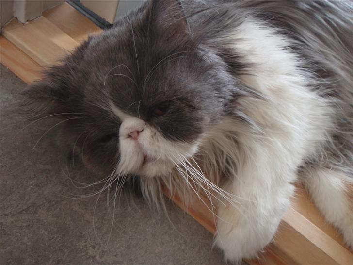 Perser Baby - Ååårh.. Lille nus, det var efter baby´s operation der gjorde at hun ikke kan lave baby-misser billede 11