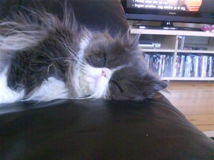 Perser Baby - Baby i hendes ynglings beskæftigelse.... - Slappe fuldstændig af billede 12