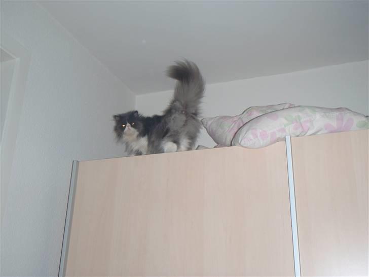 Perser Baby billede 13