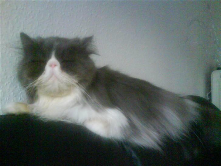 Perser Baby billede 14