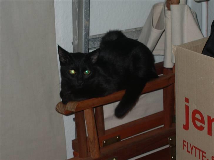 Huskat Calypso  billede 15