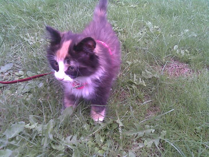 Norsk Skovkat Lille My - My i haven igen :) billede 13