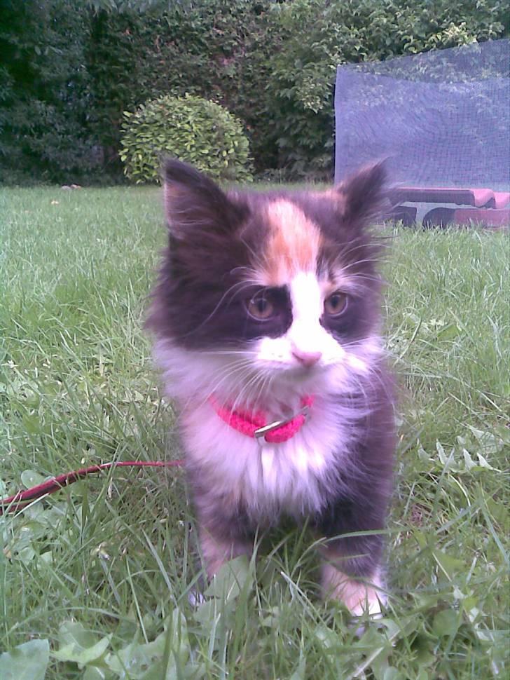 Norsk Skovkat Lille My - Den dejligste My <33 billede 14