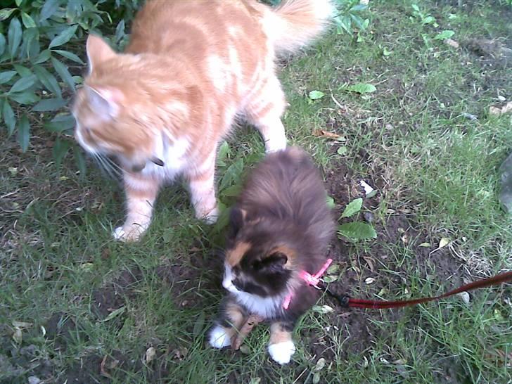 Norsk Skovkat Lille My - Mikkel & My i haven sammen billede 15