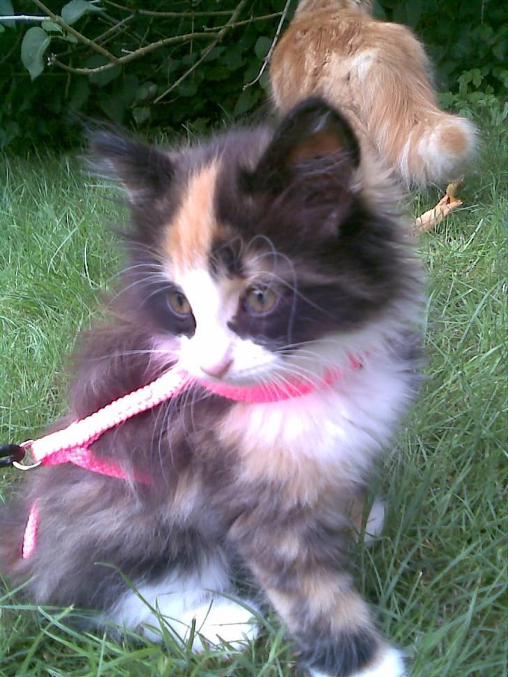 Norsk Skovkat Lille My - My, og Mikkel i baggrunden :) billede 16