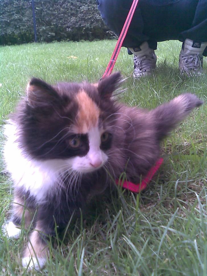 Norsk Skovkat Lille My - Hihi <3 billede 17