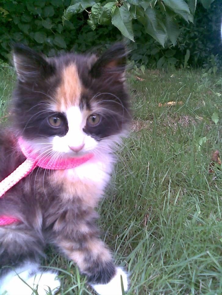 Norsk Skovkat Lille My - :) billede 18