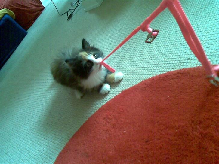 Norsk Skovkat Lille My - My leger med snoren xD billede 19