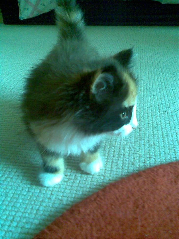 Norsk Skovkat Lille My - Så sød, så sød <33 billede 20