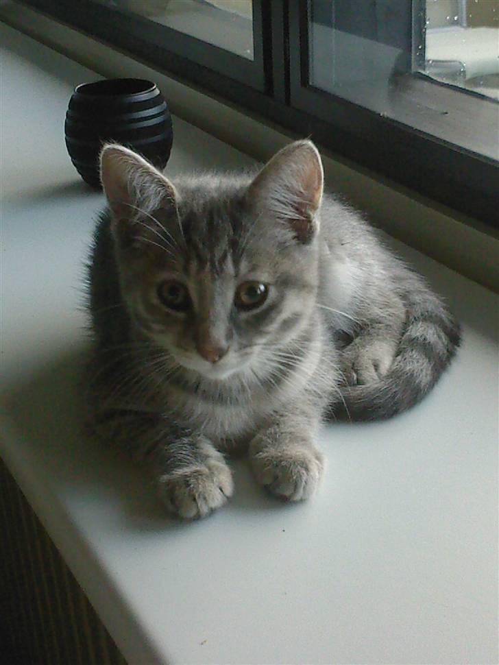 Blanding af racer Xelina R.I.P :'( - Missekat 1 billede 1