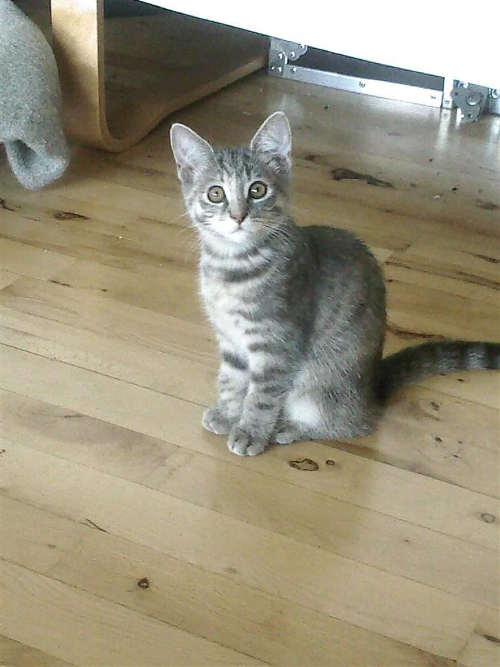 Blanding af racer Xelina R.I.P :'( billede 2