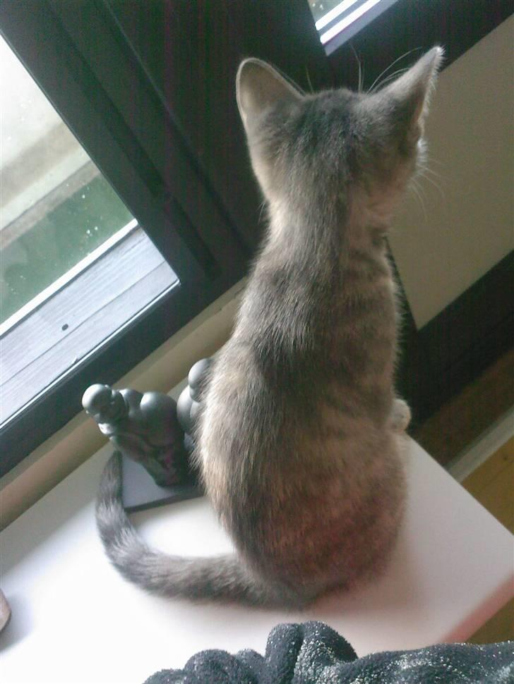 Blanding af racer Xelina R.I.P :'( billede 3