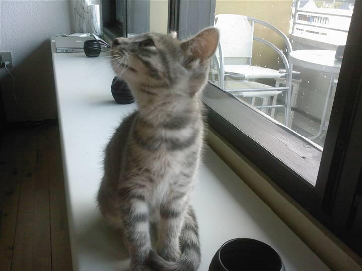 Blanding af racer Xelina R.I.P :'( billede 4