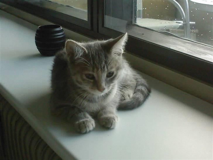 Blanding af racer Xelina R.I.P :'( billede 5