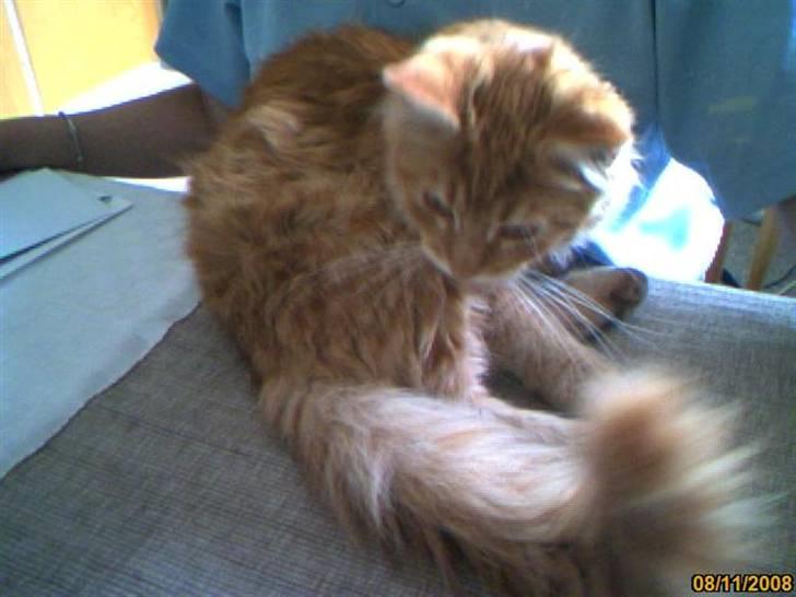 Maine Coon Lily - Nu med killinge - Hold da op, er alt det pels MIN hale? billede 6