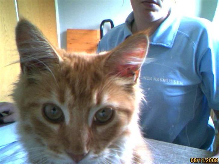 Maine Coon Lily - Nu med killinge - Hej der ude på den anden side af skærmen:) billede 7