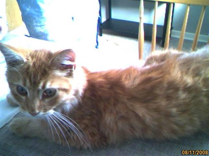 Maine Coon Lily - Nu med killinge - Hvaa laver du mor? billede 8