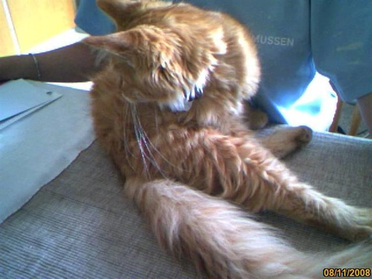 Maine Coon Lily - Nu med killinge - Er det ikk det der man kalder en mus ;) Mmmm billede 9