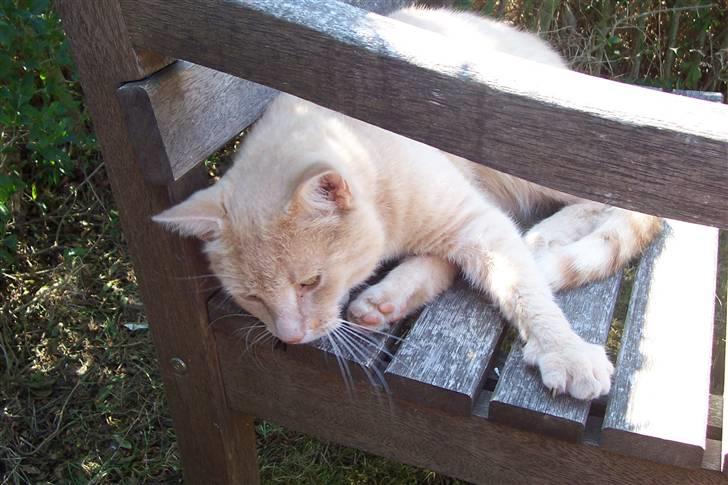 Blanding af racer ¤¤¤ Mikkel¤¤¤ R.I.P~~~ billede 6