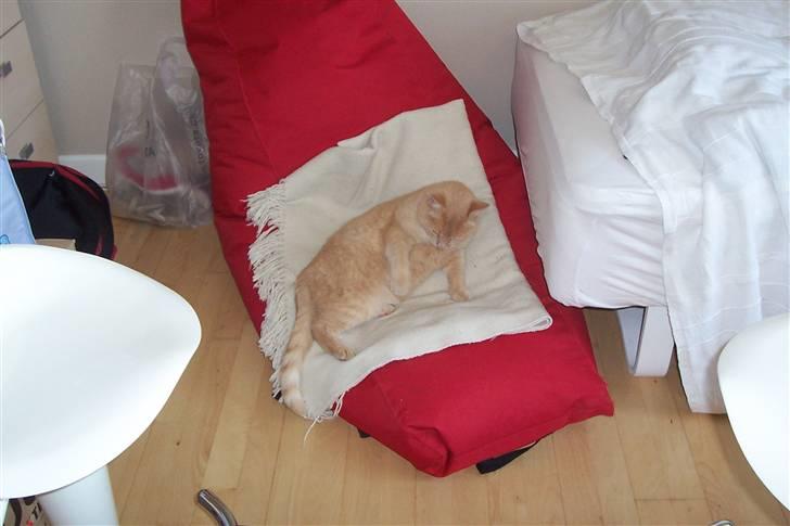 Blanding af racer ¤¤¤ Mikkel¤¤¤ R.I.P~~~ billede 7