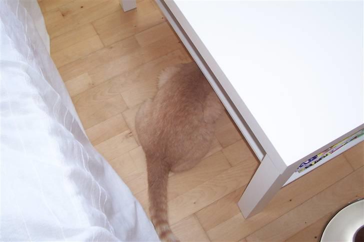 Blanding af racer ¤¤¤ Mikkel¤¤¤ R.I.P~~~ - Skal vi lege gemmeleg.?? billede 8