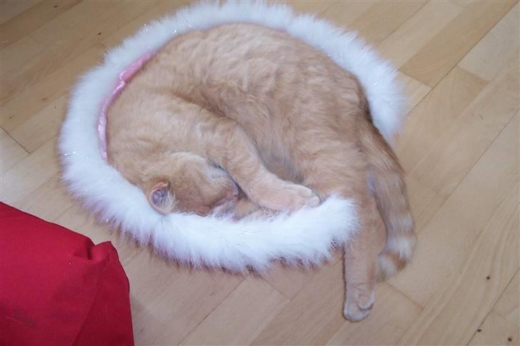 Blanding af racer ¤¤¤ Mikkel¤¤¤ R.I.P~~~ billede 9