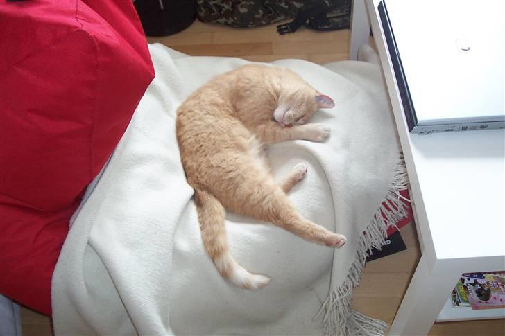 Blanding af racer ¤¤¤ Mikkel¤¤¤ R.I.P~~~ billede 10