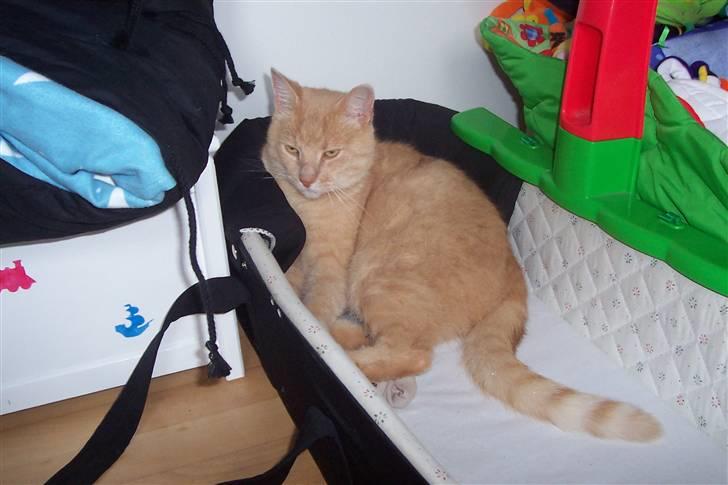 Blanding af racer ¤¤¤ Mikkel¤¤¤ R.I.P~~~ billede 11