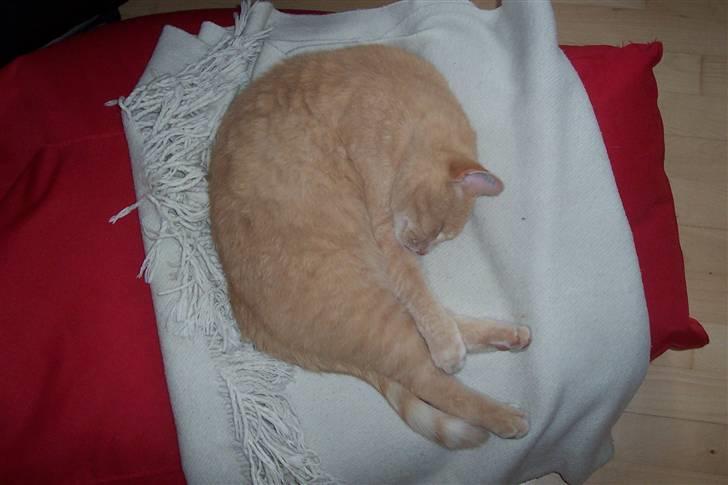 Blanding af racer ¤¤¤ Mikkel¤¤¤ R.I.P~~~ billede 12