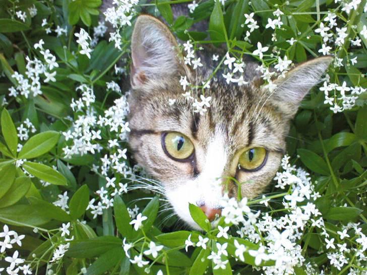 Blanding af racer Yrsa :) - mig der tog et billede af Yrsa i blomsterne! :) er hun ikke sød!!! billede 17
