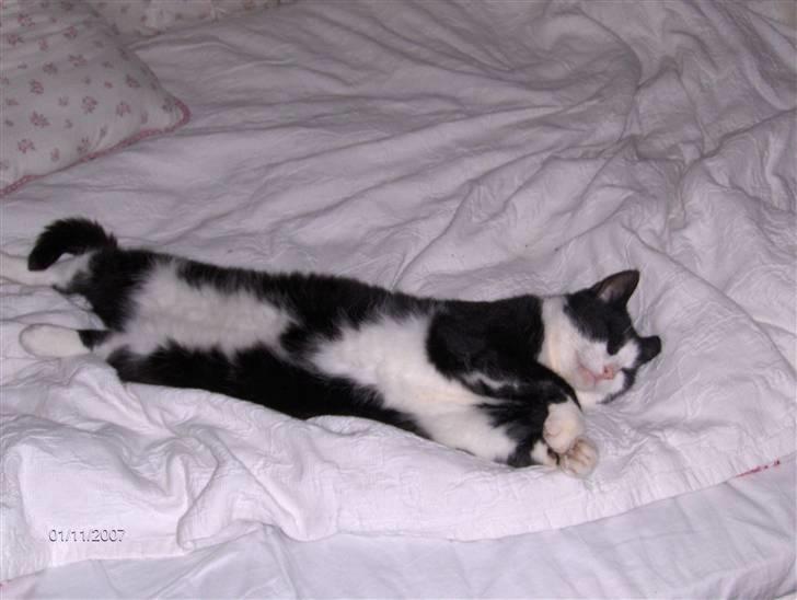 Huskat Magnus billede 12