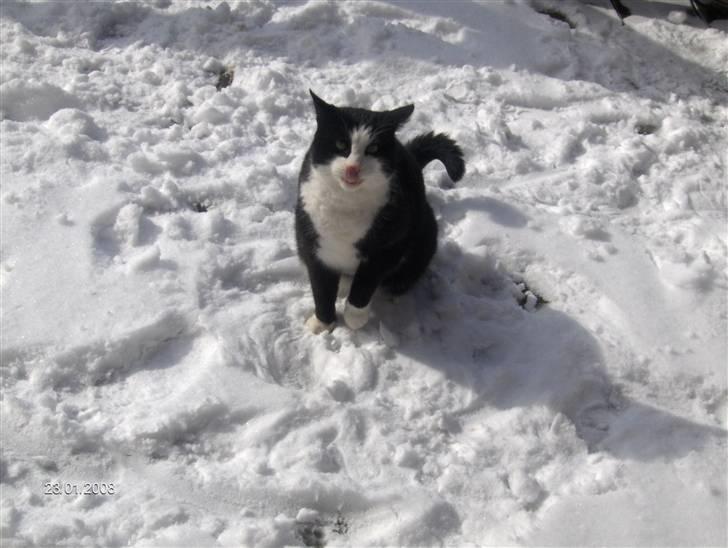 Huskat Magnus billede 13