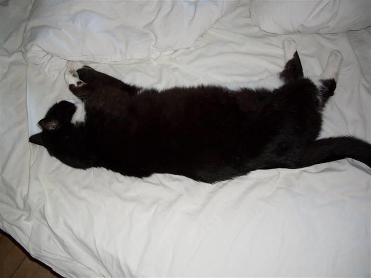 Huskat Magnus billede 14