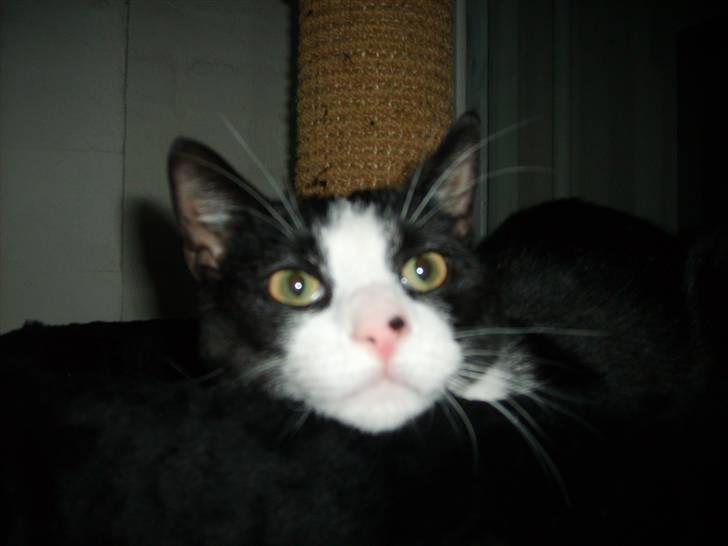 Huskat Sofus - SOFUS billede 1