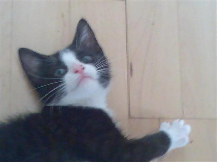 Huskat Sofus - Sofus som lille billede 2