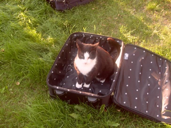 Huskat Magnus billede 15