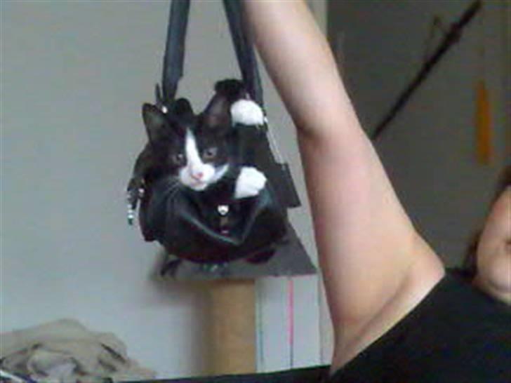 Huskat Sofus - Sofus elsker at gå i damernes tasker billede 3