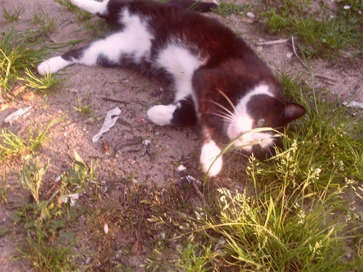 Huskat Magnus billede 16