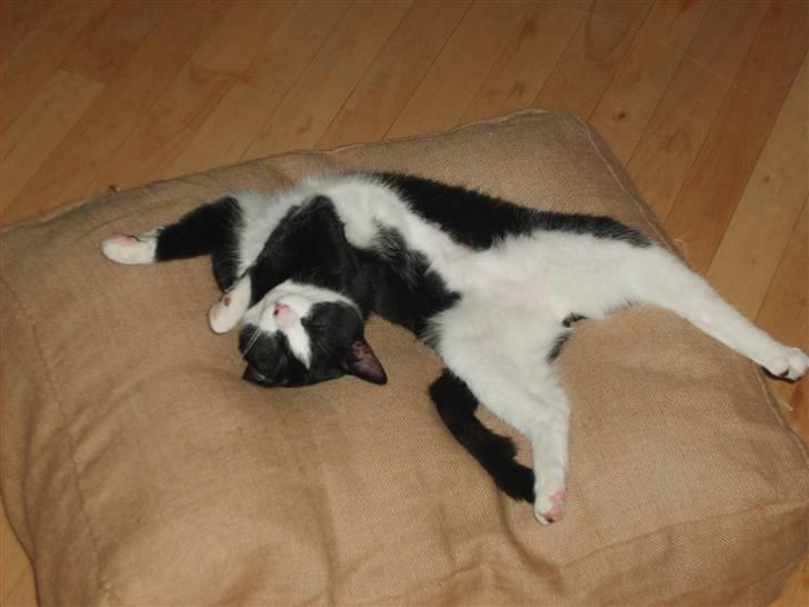 Huskat Sofus - Sover altid på ryggen billede 5